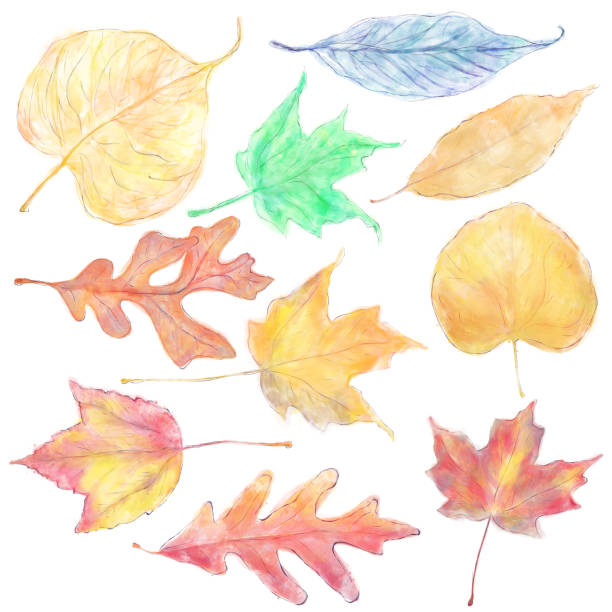 istock Watercolor Colorful Autumn Leaves Isolated on White 1419563665
