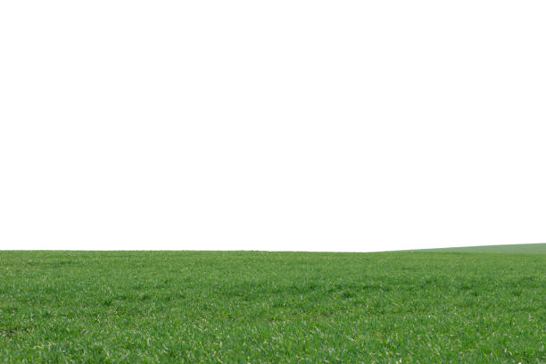 istock Green field as a background.  Green grass in spring isolated on white background. 1419563711