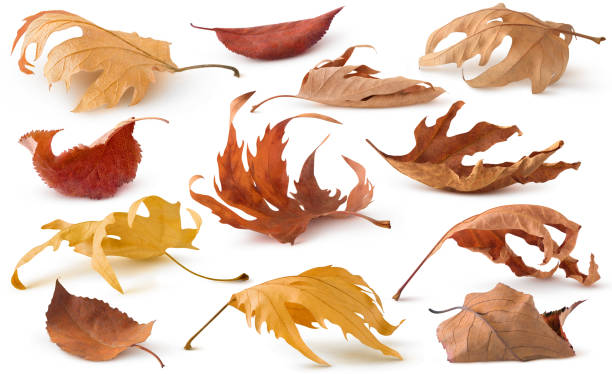 Brown autumn dry tree leaves lying on the ground isolated on white background Isolated dried leaf collection. Brown autumn dry tree leaves lying on the ground with shadow isolated on white background low section stock pictures, royalty-free photos & images