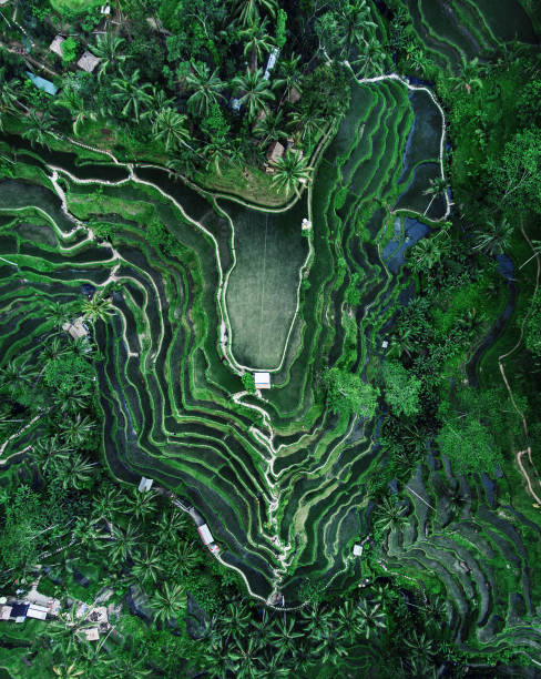 istock Tegallalang Rice terraces 1419564530