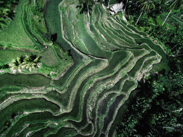 istock Tegallalang Rice terraces 1419564542