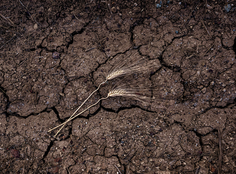 Two ears of wheat lying in the ground, surface of agricultural field from above. Draught, food crisis concept