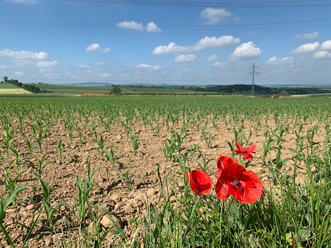Several red poppy flowers in the background of a young cornfield.