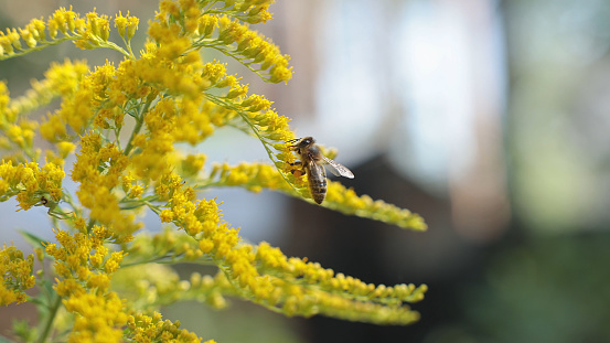 The bee collects pollen from an ragweed bloom. Ragweed blooms with yellow flowers.