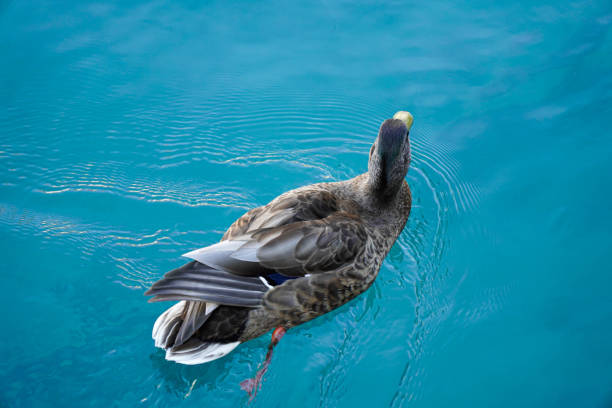 istock Aquatic bird in blue water 1419567877