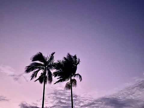 Horizontal looking up to tall tropical palm trees swaying in the breeze against soft sunset mauve sky with clouds in beachside Australia