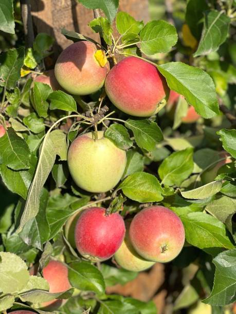 istock Fresh apples on branch in orchard. 1419568281