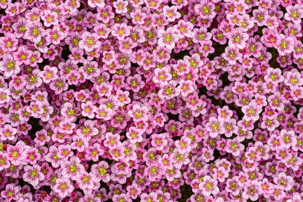 saxifraga small alpine pink flowers ground cover background