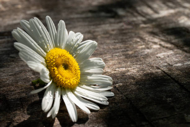 istock Daisy chamomile flowers on wooden background. View with copy space 1419570518