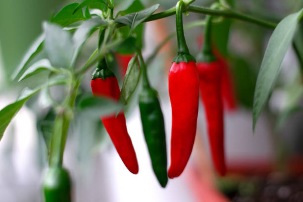 istock Hot chili peppers growing in a pot on window sill 1419572279