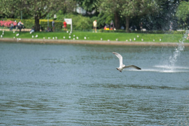 seagull flying over a city park lake