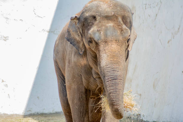 istock Elephant in the zoo. A huge elephant eats grass 1419575755