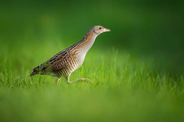 The corn crake or corncrake or landrail is a bird in the rail family The corn crake in the protected area of Brdy Czech Republic corncrake stock pictures, royalty-free photos & images