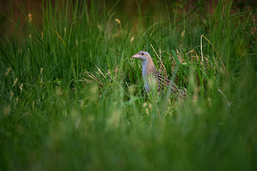 The corn crake in the protected area of Brdy Czech Republic