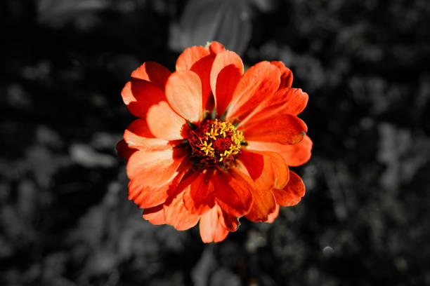 Bright orange colored gerbera head flower closeup top view against black and white background