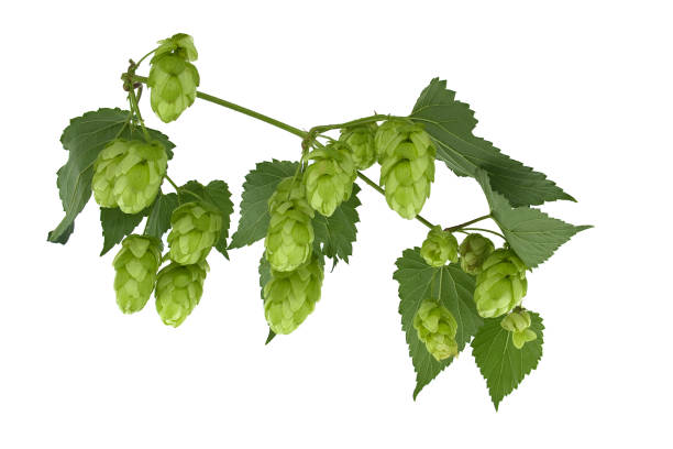 Farming and agriculture concept. Green fresh ripe organic hop cones for making beer and bread, close up. Fresh hops for brewing production. Hop plant growing in garden or farm