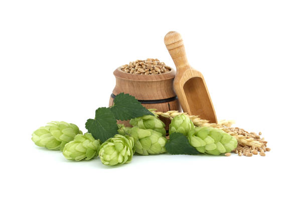 A close-up of green hops hanging from a vine, adorned with water droplets after rainfall. The detailed shot highlights the natural freshness and agricultural significance of the hops.
