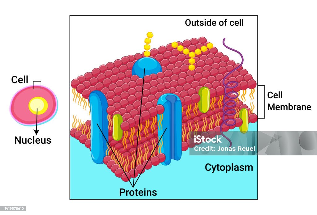 Ilustración de Membrana Celular Humana O Vector De Estructura De Membrana  Plasmática y más Vectores Libres de Derechos de Parte de - iStock