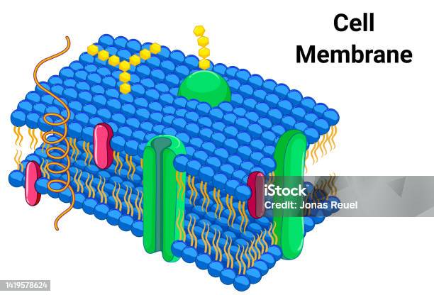 Membrane Preformative Human Cell Membrane Or Plasma Membrane Structure Vector-vektorgrafik ...