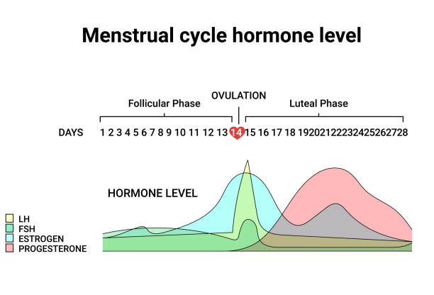 ilustraciones, imágenes clip art, dibujos animados e iconos de stock de nivel hormonal del ciclo menstrual. ciclo menstrual promedio. fase folicular, ovulación, fase lútea - progesterona