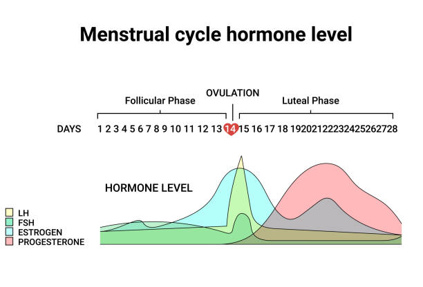 Menstrual cycle hormone level. Average menstrual cycle. Follicular phase, Ovulation, luteal phase Menstrual cycle hormone level. Average menstrual cycle. Follicular phase, Ovulation, luteal phase oestrogen stock illustrations
