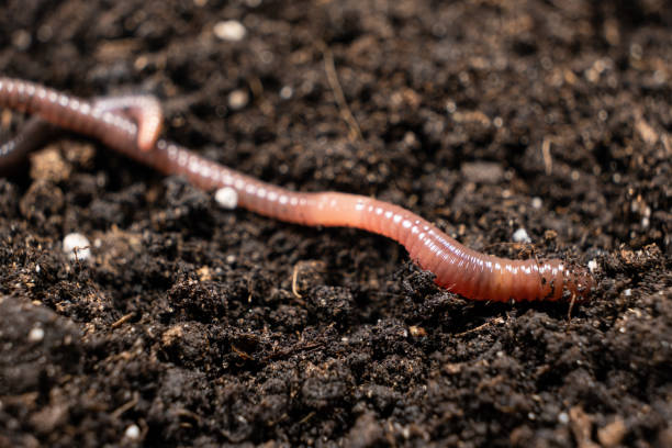 istock Big beautiful earthworm in the black soil, close-up. 1419578794