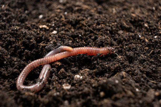 istock Big beautiful earthworm in the black soil, close-up. 1419578815