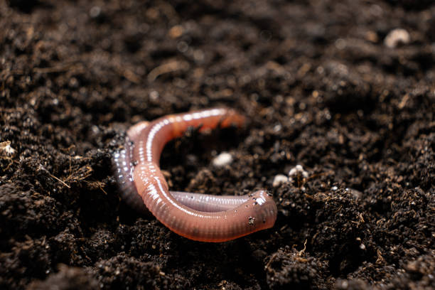 istock Big beautiful earthworm in the black soil, close-up. 1419578821