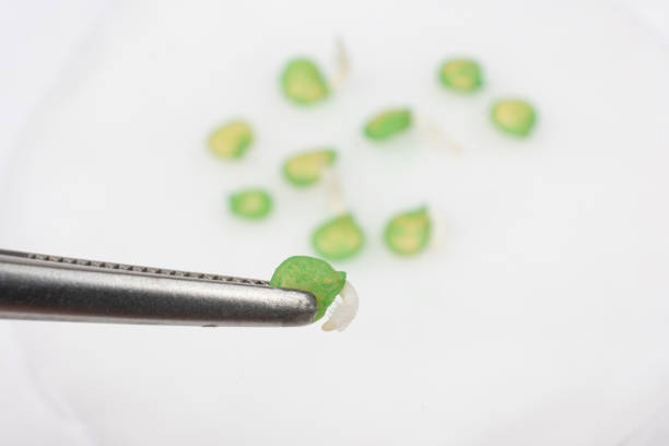 Growing peppers from seeds. Step 2 - the seeds have sprouted