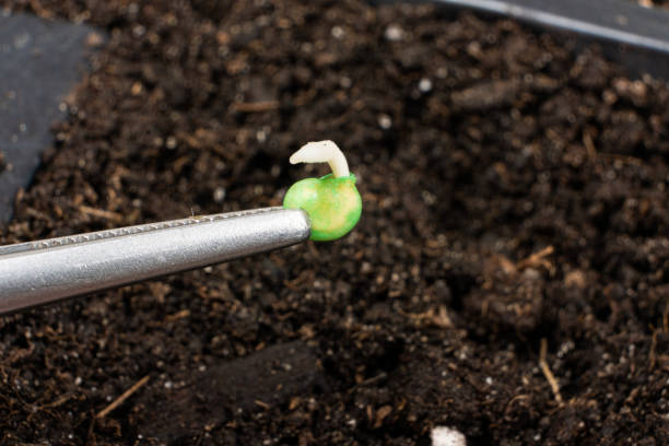 istock Growing peppers from seeds. Step 3 - planting in the ground. 1419580117