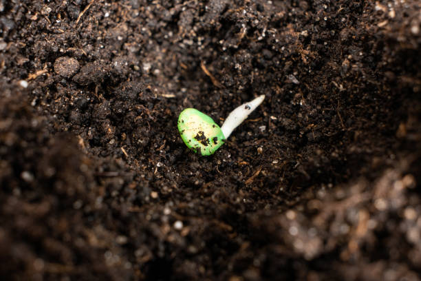 istock Growing peppers from seeds. Step 3 - planting in the ground. 1419580118