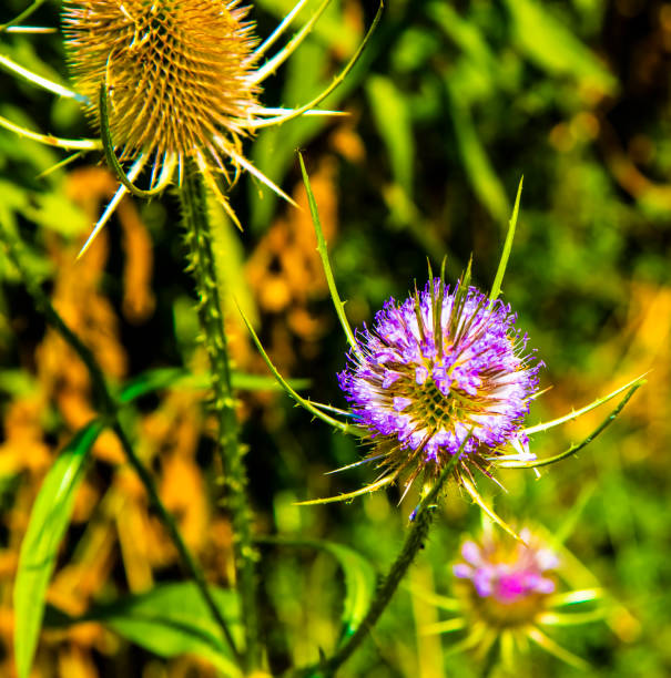 Wild flowers in lakeshore Ontario
