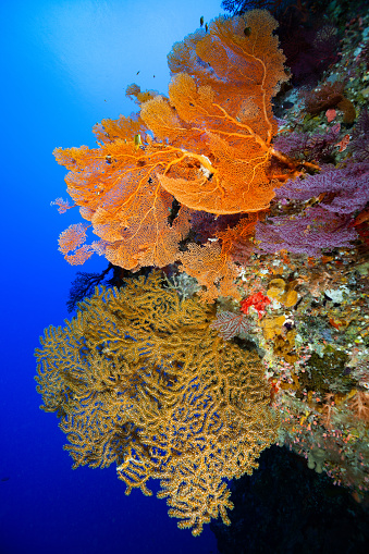 The Biodiversity at this vertical reef is amazing. Many different species of corals, hydrozoans, sponges, ascidians and fishes. Palau 7°20'14.5428 N 134°27'25.6428 E at 29m depth