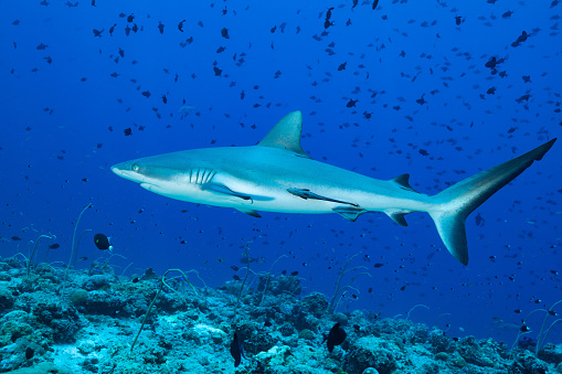 Grey Reefshark or Blacktail Reef Shark Carcharhinus amblyrhynchos occurs in the Indo-West and Central Pacific on continental and insular shelves and oceanic waters adjacent to them. The species is common on coral reefs, often in deeper areas near drop-offs to the open sea, in atoll passes, and in shallow lagoons adjacent to areas of strong currents in a depth range from 1-275m. Max. length female 172cm, male 255cm. Palau announced 2009 world's first shark sanctuary, banned all commercial shark fishing within its exclusive economic zone. 600000 sq km (230,000 sq mi) of ocean are protected now. As a result, divers see more sharks here than almost anywhere else! A Live Sharksucker Echeneis naucrates at this shark specimen, a school of Bicolor Chromis Chromis margaritifer and a large school of Blue Triggerfishes Odonus niger behind, Palau, near Blue Corner, 7°4'58.686 N 134°15'44.658 E at 17m depth