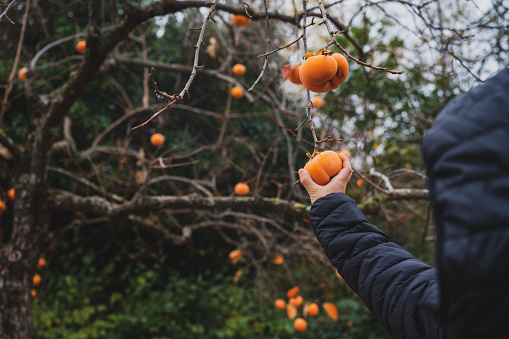 Over the shoulder view of a boy picking a ripe orange persimmon fruit from an autumn khaki tree with naked branches.