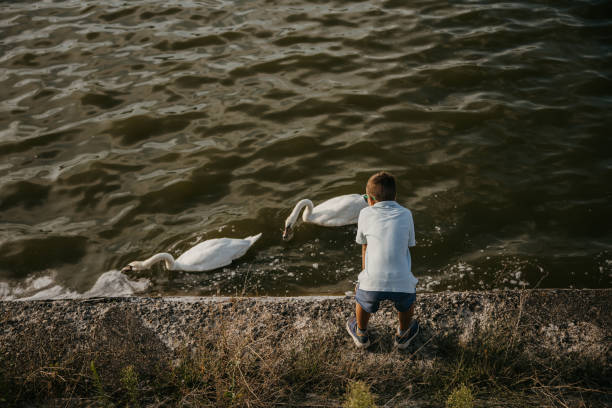 istock Boy feeding lake swans 1419585222