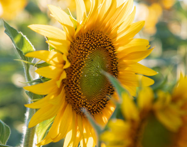Big sunflower close-up, sunflower field. Summertime agricultural background stock photo