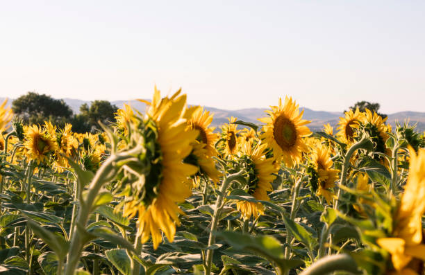 A field of blooming sunflowers, rural scene stock photo