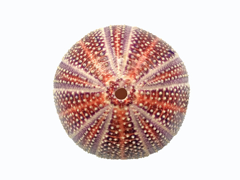 Sea urchin shell on white background