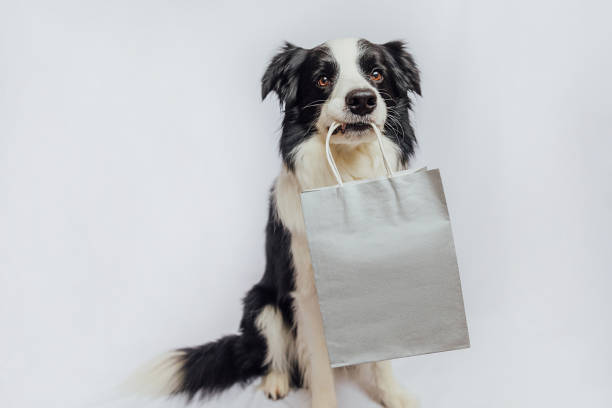 cucciolo di border collie con la borsa della spesa in bocca isolato su sfondo bianco. concetto di shopping shopaholic online o centro commerciale. saldi natalizi del black friday. mock up. - shopping mall retail shopping sale foto e immagini stock