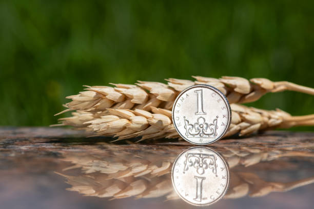 1 czk coin and ripe ears of wheat - czech culture currency wealth coin imagens e fotografias de stock