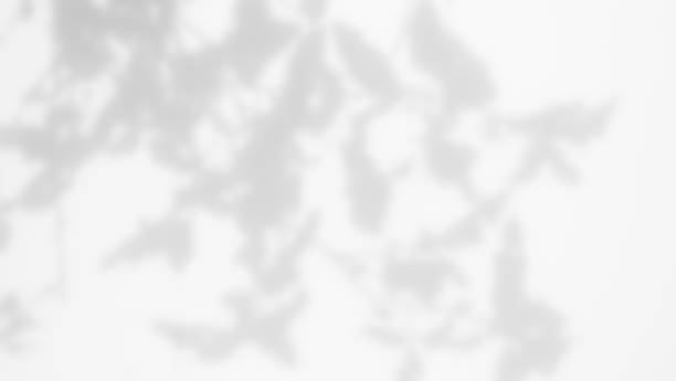 istock Blur Gray Cement shadow Leaves Background 1419589096