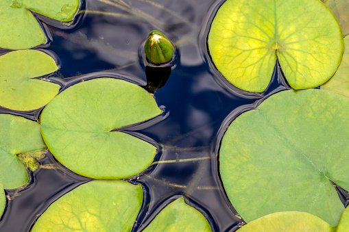 group of fresh pattern big circle green water lillies leaves floating in pond. Round pattern in natural park