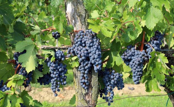 merlot grapes hanging on vine . - vineyard ripe crop vine imagens e fotografias de stock