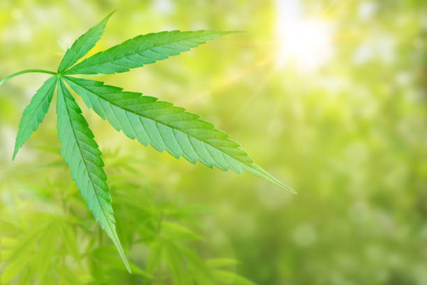 istock cannabis leaf isolated on blurred green background 1419593373