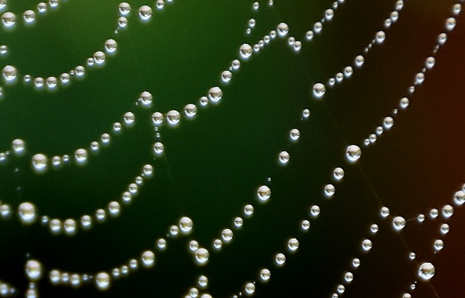 A spider's web after the rain, Sainte-Apolline, Quebec, Canada