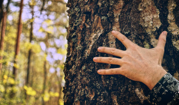 istock Hand touch the tree trunk. Man hand touches a pine tree trunk, close-up. Human hand touches a tree trunk. Bark wood. Wild forest travel. Ecology - a energy forest nature concept. 1419595553