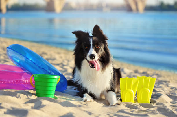 istock Pretty border collie with beach accessories at the resort 1419595668