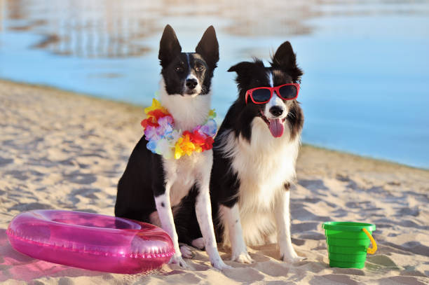 istock Two border collie dogs having rest at the beach 1419595697