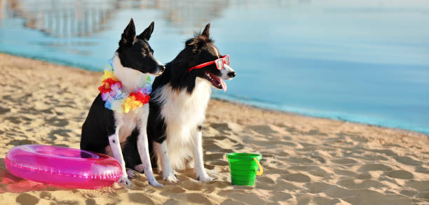 istock Wide banner with dogs having rest at the beach 1419595727